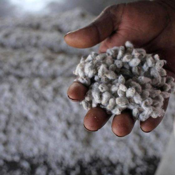 ob 5bb3e5 cottonseed protein2 560x560 - Home